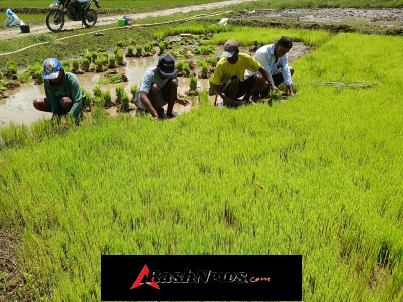 TNI Hadir untuk Petani, Babinsa Lewa Bantu Persiapan Tanam Padi