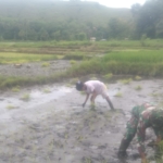 Perkuat Ketahanan Pangan, Babinsa Koramil 05/Waingapu Bantu Petani di Kambera