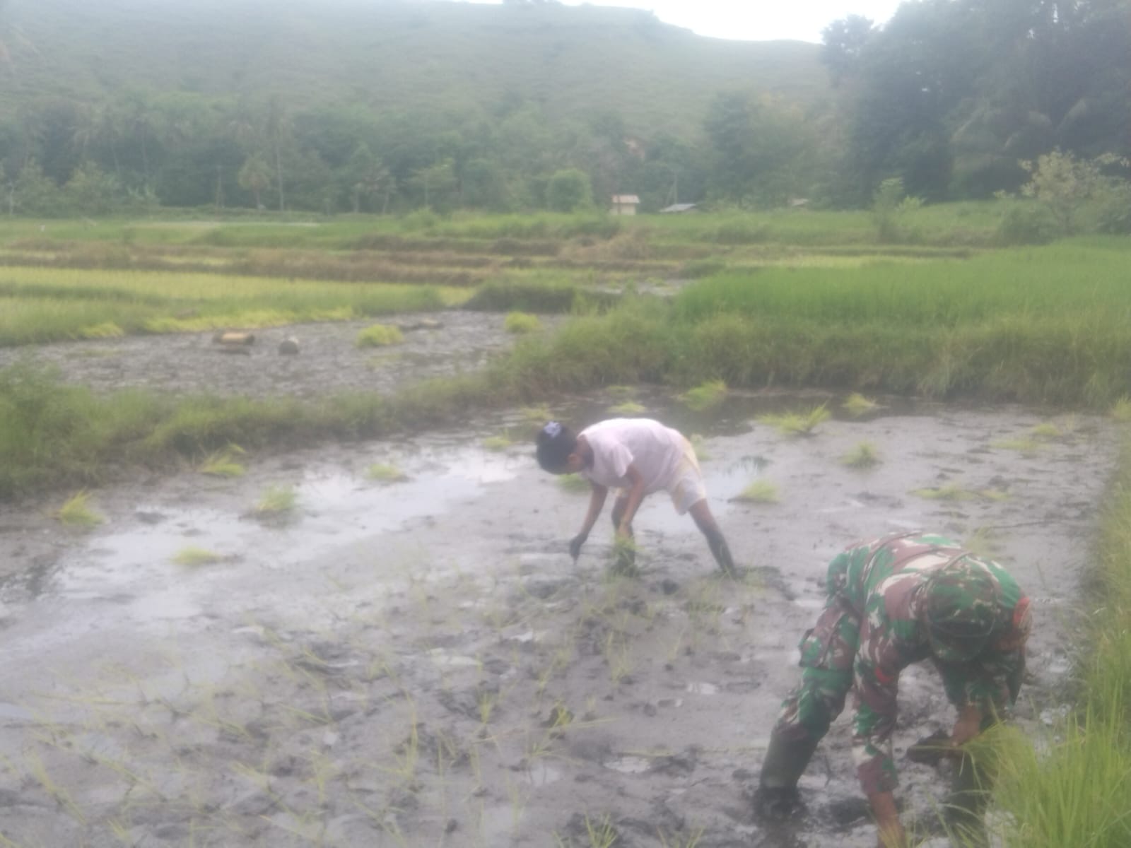 Perkuat Ketahanan Pangan, Babinsa Koramil 05/Waingapu Bantu Petani di Kambera
