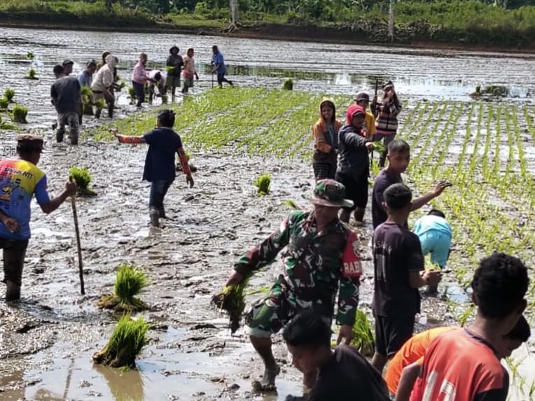 Babinsa Kodim 1613/Sumba Barat Dukung Program Ketahanan Pangan Nasional