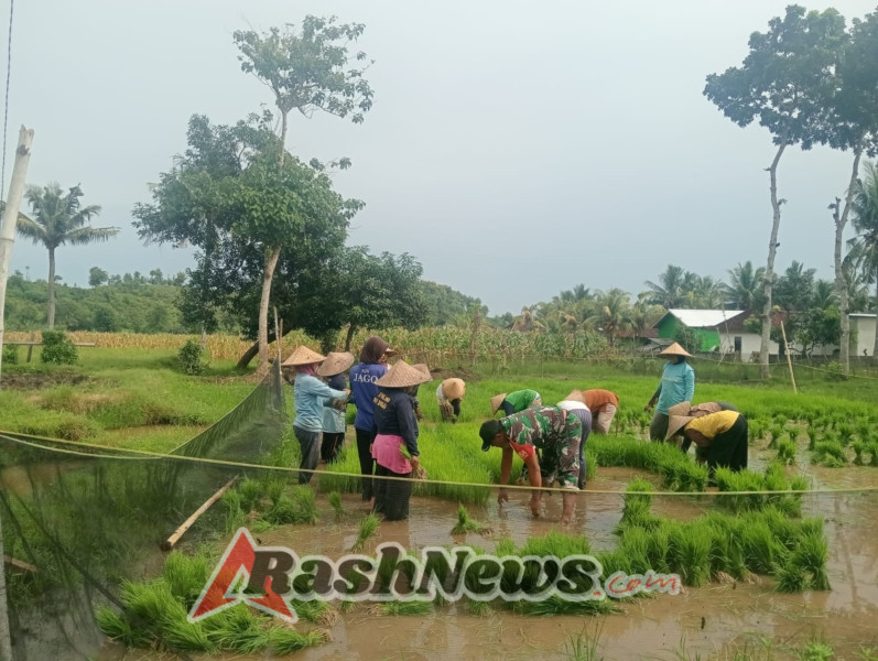 Babinsa Serda Burhanudin Dukung Ketahanan Pangan dan Kebersamaan Warga Dusun Napa