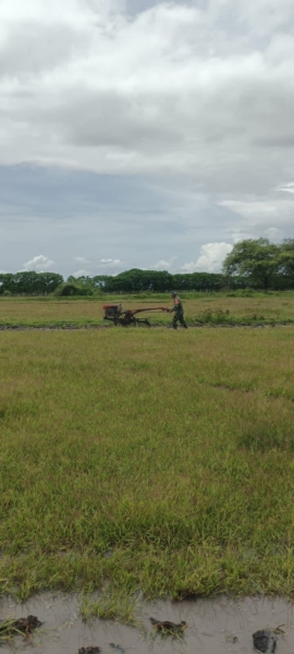Babinsa Dampingi Petani Olah Lahan Sawah Gunakan Hand Traktor