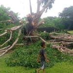 Babinsa Koramil Sulamu Sigap Cegah Bahaya Pohon Tumbang