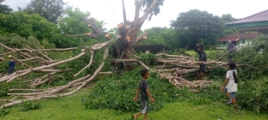 Babinsa Koramil Sulamu Sigap Cegah Bahaya Pohon Tumbang