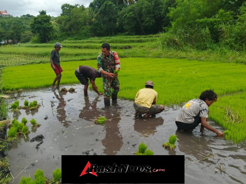 Babinsa Kodim 1613/Sumba Barat Bantu Petani Cabut Bibit Padi Siap Tanam