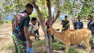 Peduli Kesehatan Ternak, Kompi Peternakan Yonif TP 834/WM Bersama Dinas Peternakan Kab. Nagekeo.