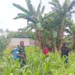 Dukung Ekonomi Warga, Babinsa Biut Aktif Bantu Pembersihan Lahan Kebun
