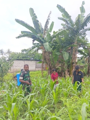 Dukung Ekonomi Warga, Babinsa Biut Aktif Bantu Pembersihan Lahan Kebun