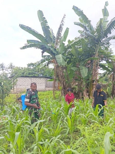 Dukung Ekonomi Warga, Babinsa Biut Aktif Bantu Pembersihan Lahan Kebun
