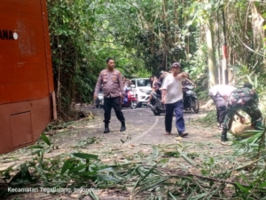 Pohon Kelapa Tumbang di Jalan Raya Sema, Polsek Payangan Bergerak Cepat Lakukan Penanganan