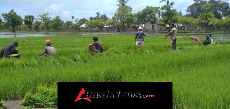 Babinsa Kodim 1601/Sumba Timur Bantu Petani Percepat Tanam Padi