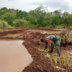 Dukung Ketahanan Pangan, Babinsa Koramil 01/Lewa Bantu Petani Padi
