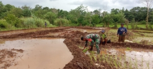 Dukung Ketahanan Pangan, Babinsa Koramil 01/Lewa Bantu Petani Padi