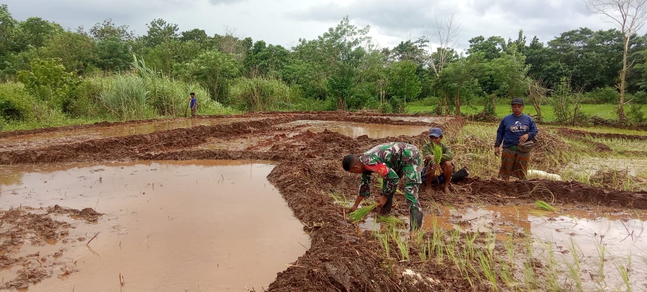 Dukung Ketahanan Pangan, Babinsa Koramil 01/Lewa Bantu Petani Padi
