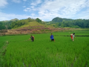 Serka Ramli Bersama Warga Lakukan Penyemprotan Tanaman Padi