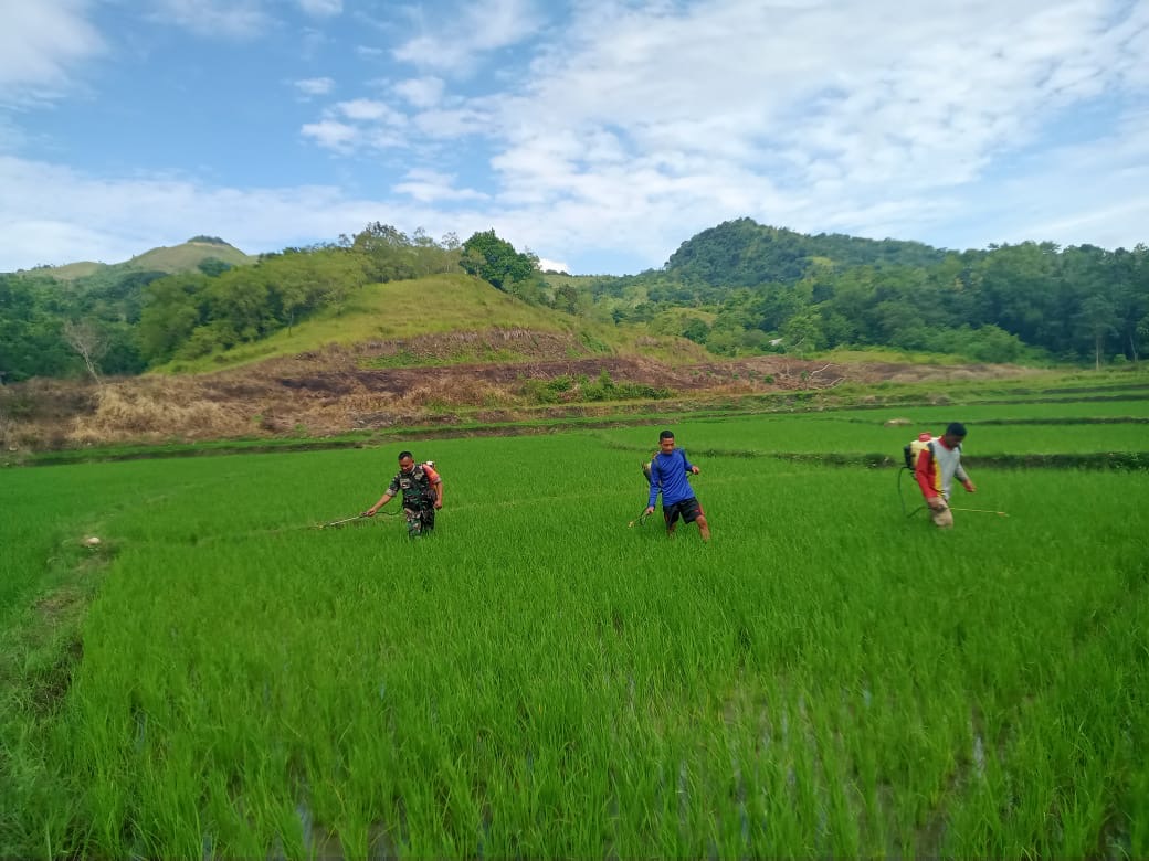 Serka Ramli Bersama Warga Lakukan Penyemprotan Tanaman Padi