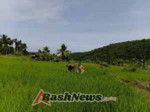 TNI Hadir di Sawah, Babinsa Berikan Pendampingan Pertanian kepada Warga