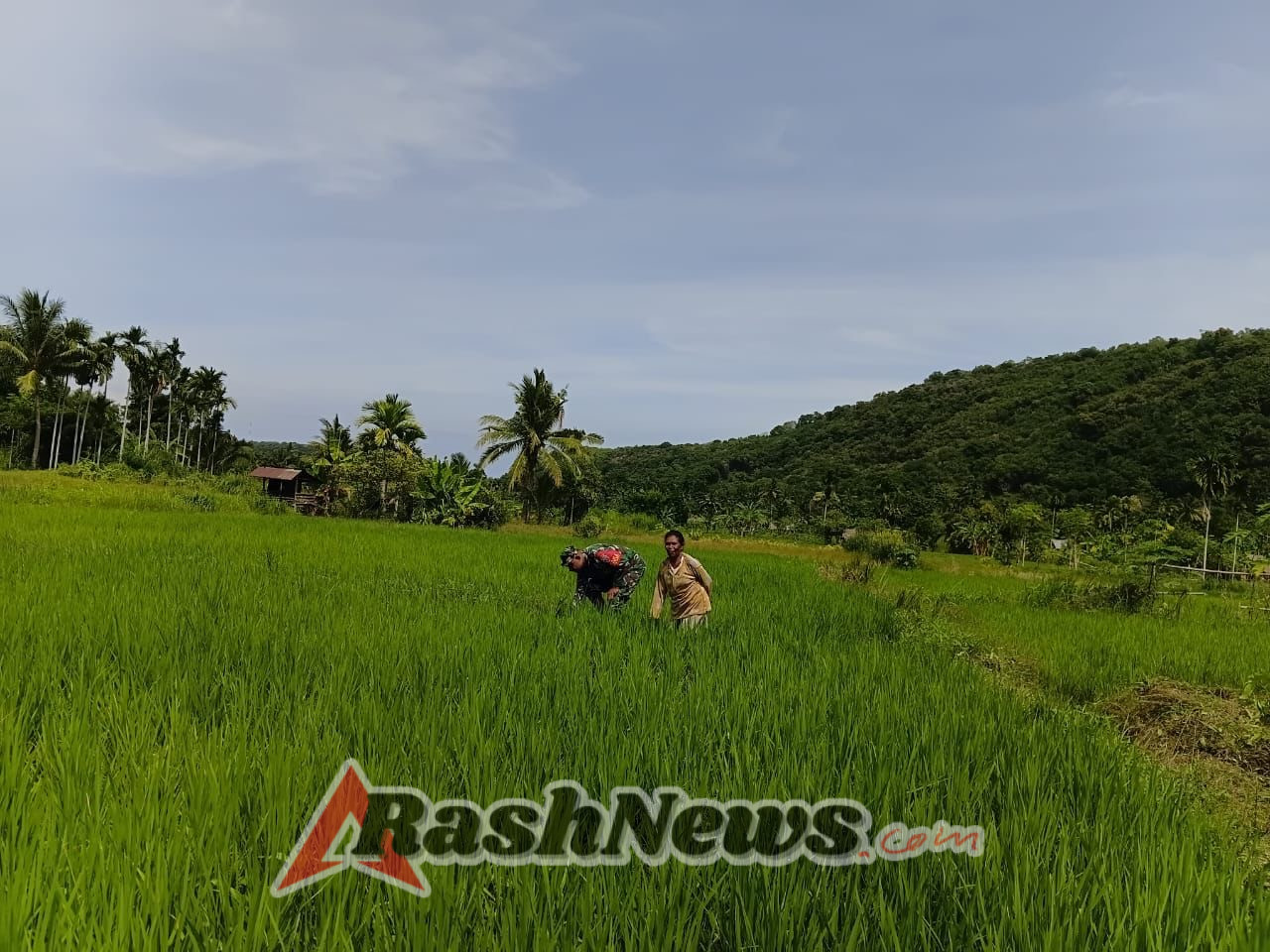 TNI Hadir di Sawah, Babinsa Berikan Pendampingan Pertanian kepada Warga