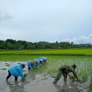 Kemanunggalan TNI dan Rakyat, Babinsa Reok Dampingi Petani di Sawah