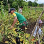 Panen Tomat Jadi Wujud Sinergi Satgas Pamtas dan Masyarakat Fohoeka