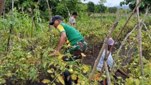 Panen Tomat Jadi Wujud Sinergi Satgas Pamtas dan Masyarakat Fohoeka