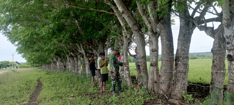 Serma Daniel Umbu Ndawa Pimpin Gotong Royong Perbaikan Pagar Persawahan