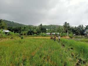 Babinsa Tulleng Laksanakan Bakti Pertanian Bersama Operator Hand Traktor