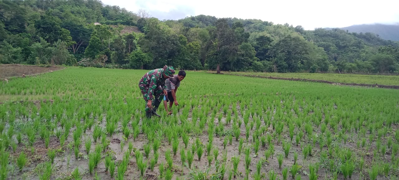 Babinsa Koramil Tabundung Aktif Dampingi Ketahanan Pangan Warga Binaan