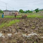 TNI dan Rakyat Menyatu, Babinsa Desa Ponu Dampingi Petani Olah Lahan Sawah
