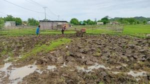 TNI dan Rakyat Menyatu, Babinsa Desa Ponu Dampingi Petani Olah Lahan Sawah