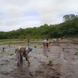 Babinsa Lewa Bersama Warga Tanam Padi di Lahan 80 Are