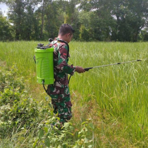 Babinsa Kodim 1601/Sumba Timur Dukung Ketahanan Pangan di Desa Nggongi
