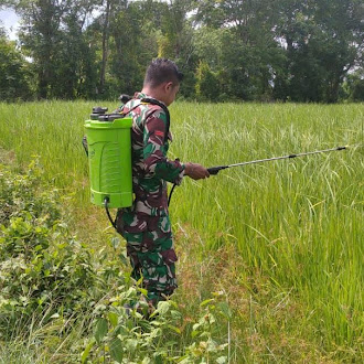 Babinsa Kodim 1601/Sumba Timur Dukung Ketahanan Pangan di Desa Nggongi