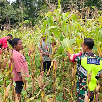 Babinsa Bersama Kelompok Tani Bowatalo Panen Jagung Berjalan Aman dan Lancar