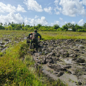 Sinergi TNI dan Petani, Babinsa Karera Bantu Pengolahan Lahan Pertanian