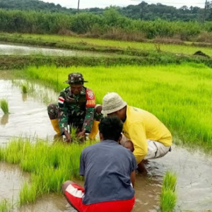 Dukung Ketahanan Pangan, Babinsa Koramil 01/Lewa Bantu Petani Padi