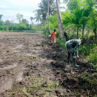 Babinsa TNI AD Hadir Bantu Petani dalam Pengolahan Lahan Sawah