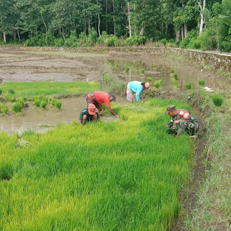 Wujud Kepedulian TNI, Babinsa Bantu Petani Siapkan Bibit Padi