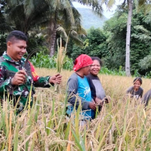 Sinergi TNI dan Petani, Babinsa Kodim 1603/Sikka Panen Padi di Desa Nebe
