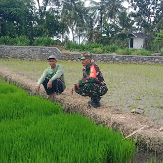 Babinsa Desa Labuan Pandan Dampingi Kelompok Tani Coco Moro Tingkatkan Produktivitas Pertanian