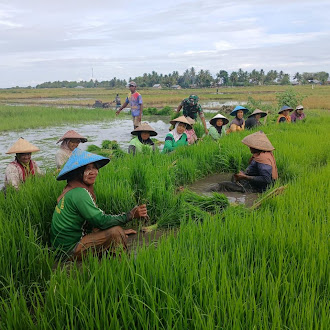 Kebersamaan di Sawah: Anggota Koramil Elar Dampingi Petani Tanam Padi