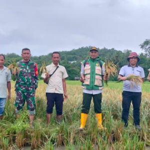 Koramil 1630-01/Komodo Dukung Ketahanan Pangan Lewat Panen Raya di Dusun Cumbi