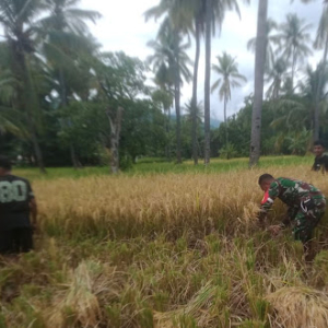 Pendampingan Babinsa Talibura, Panen Padi Warga Nangahale Berjalan Lancar