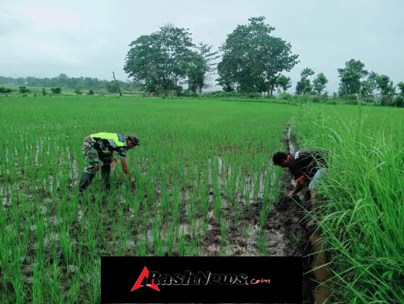 Babinsa Hadir di Sawah, Beri Motivasi Petani Tingkatkan Produksi