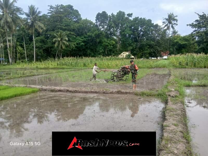 Langkah Strategis Babinsa TTU Dukung Ekonomi Warga Lewat Aksi Nyata di Sawah