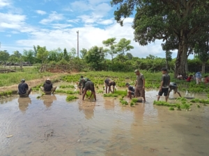 Babinsa Kodim 1601/Sumba Timur Hadir di Tengah Petani, Bantu Persiapan Tanam Padi