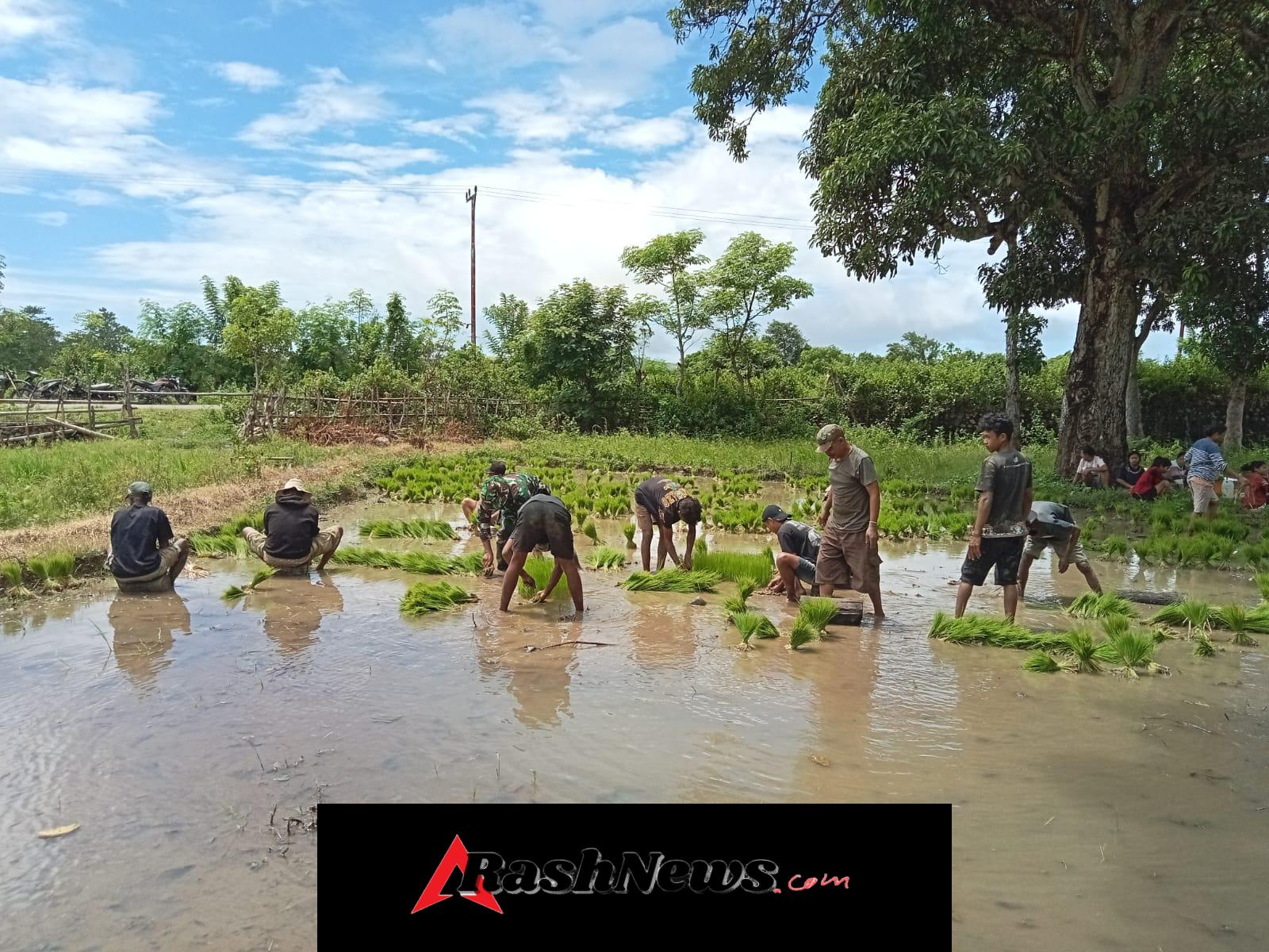 Babinsa Kodim 1601/Sumba Timur Hadir di Tengah Petani, Bantu Persiapan Tanam Padi