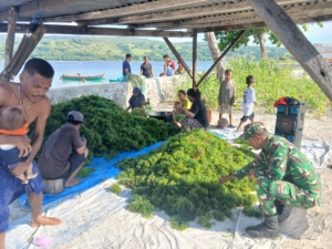 Babinsa Desa Kayang Pantau Panen Rumput Laut dan Laksanakan Komsos dengan Petani