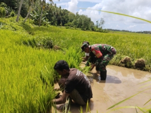 Peduli Pertanian, Babinsa Kodim 1613/Sumba Barat Bantu Warga Cabut Bibit Padi