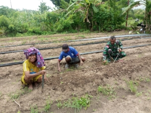 Bersama Warga, Anggota Satgaster Pos Halibete 2 Olah Lahan Pertanian Tunjang Ekonomi Keluarga